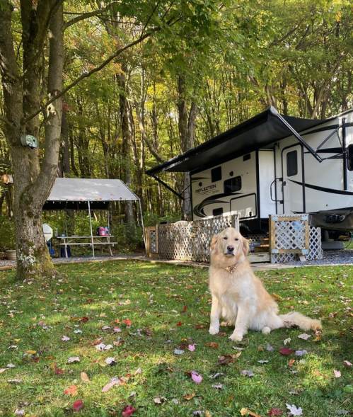A golden retriever sits on grass in front of an RV and a picnic area surrounded by trees with autumn leaves.