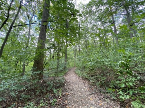 A winding dirt path through a lush green forest with tall trees and dense foliage.
