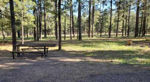 A picnic table in a forest clearing surrounded by tall pine trees and dappled sunlight on the ground.