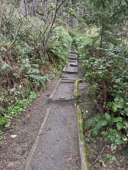 A narrow, winding trail with wooden steps surrounded by lush greenery and ferns.