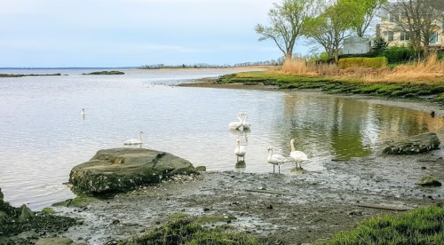 A serene shoreline with swans wading in shallow water, surrounded by rocks and grassy areas under a cloudy sky.