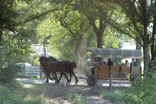 A horse-drawn wagon carries passengers along a dirt path, surrounded by lush green trees.