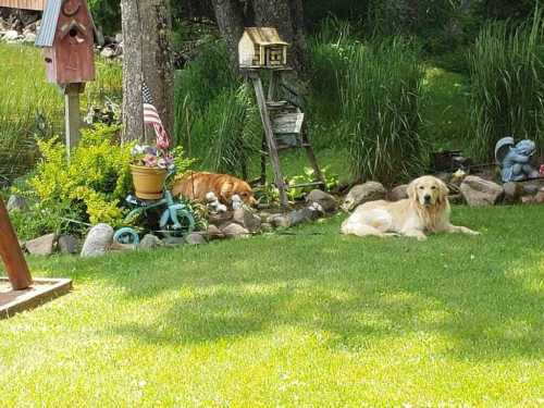 Two dogs relax in a sunny garden, surrounded by greenery, flowers, and decorative items like a birdhouse and a statue.