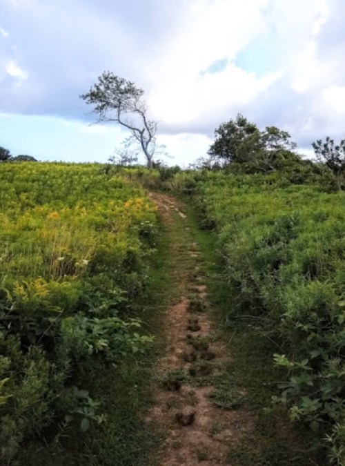 A dirt path winds through a green field, leading to a lone tree under a cloudy sky.