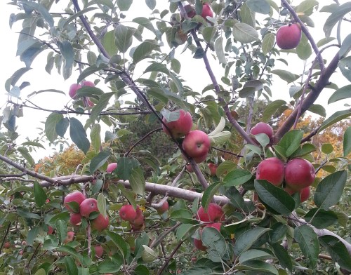 A close-up of apple trees with clusters of red apples among green leaves.