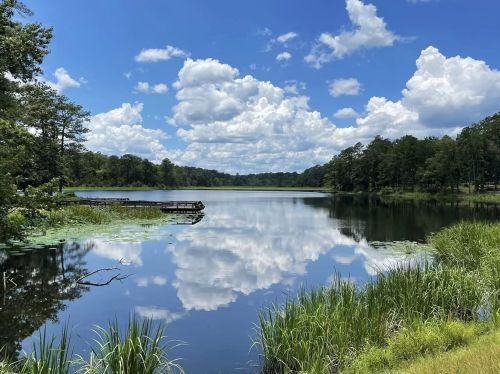 A serene lake surrounded by lush greenery and trees, reflecting fluffy clouds in a clear blue sky.