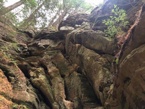 A view looking up at a rocky cliff surrounded by tall trees and greenery.