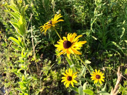 Bright yellow flowers with dark centers bloom amidst green foliage in a sunny outdoor setting.