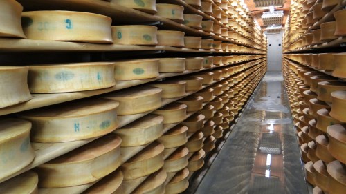 A long corridor lined with shelves of round cheese wheels in a storage facility.