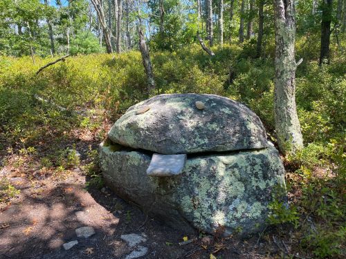 A large, moss-covered rock resembling a face with a tongue, surrounded by trees and greenery in a forested area.
