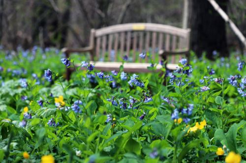 A wooden bench surrounded by a field of blue and yellow wildflowers in a lush green setting.