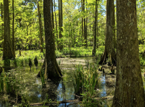 Lush green swamp with tall trees, water, and vibrant vegetation under bright sunlight.