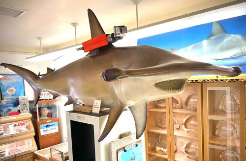 A mounted shark model with a camera on its back, displayed in a museum setting with various marine exhibits.