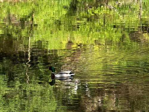 A mallard duck swims on a calm pond, surrounded by vibrant green reflections from the trees.