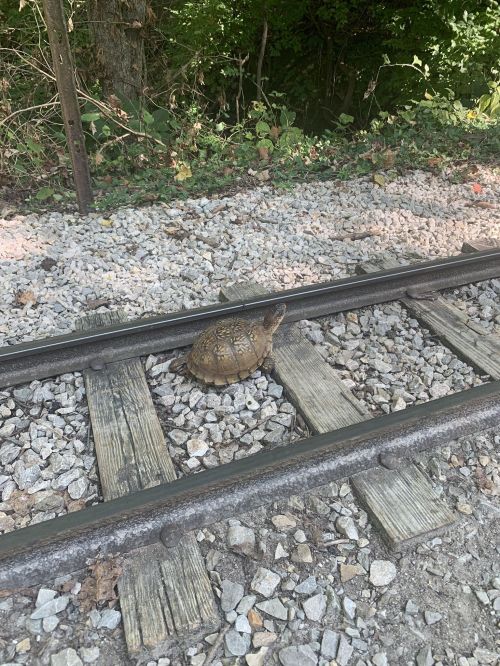 A turtle slowly crossing a set of railway tracks surrounded by gravel and greenery.