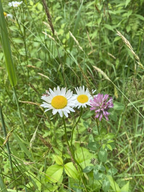 A cluster of white daisies and a pink clover flower surrounded by green grass and foliage.