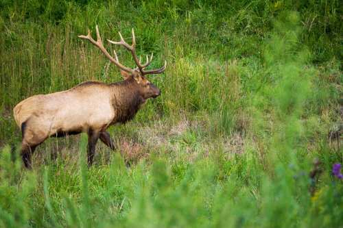 A majestic elk with large antlers walking through a lush green field.