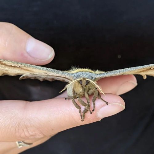 A person holds a large moth with outstretched wings, showcasing its detailed texture and colors.