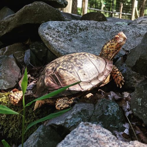 A turtle resting on rocks, surrounded by greenery and leaves, with its head raised and shell patterned.