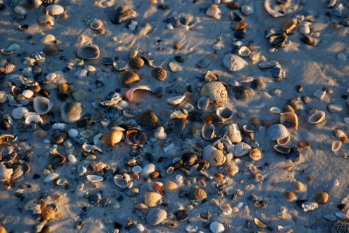 A sandy beach covered with a variety of seashells in different shapes and colors.