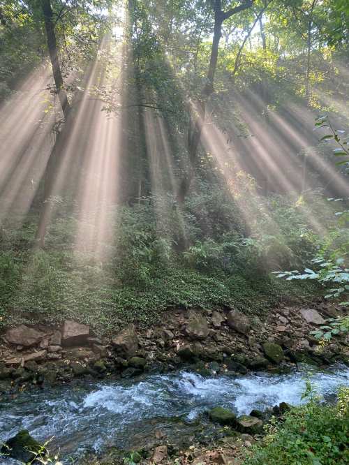 Sunlight streams through trees, illuminating a lush forest beside a gently flowing stream.