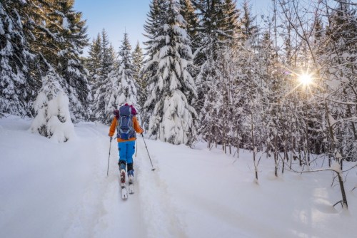 A person skiing through a snowy forest, surrounded by tall trees and sunlight peeking through the branches.