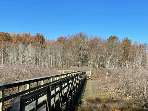 A wooden boardwalk stretches over a wetland, surrounded by bare trees and a clear blue sky.