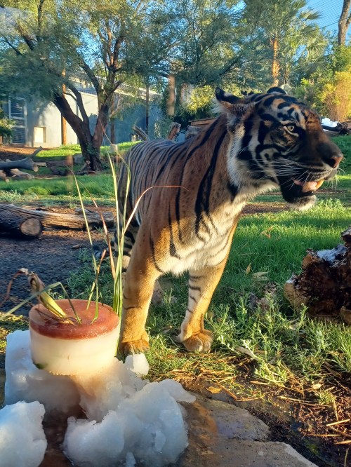 A tiger stands near a frozen treat with grass, surrounded by greenery and logs in a sunny outdoor habitat.