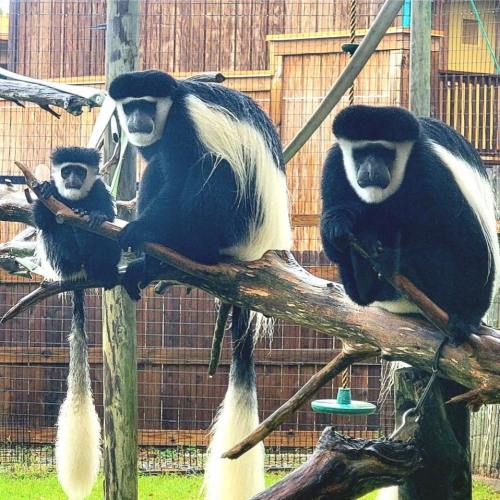 Three black-and-white colobus monkeys sit on a branch in a zoo enclosure, with one holding onto a smaller monkey.