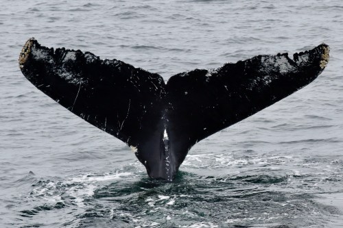 A large whale tail emerges from the water, partially submerged, against a backdrop of rippling ocean waves.