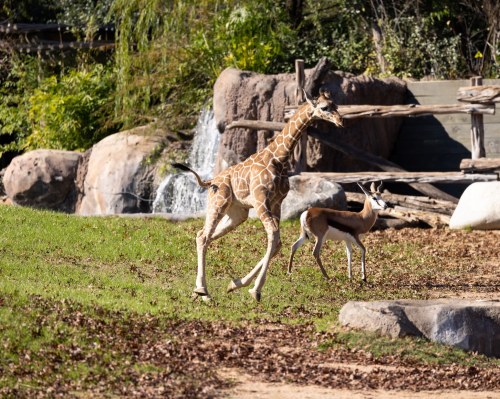A young giraffe runs alongside an antelope in a grassy area near a waterfall and rocky landscape.