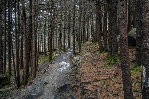 A winding path through a dense forest of tall, bare trees with patches of snow and fallen leaves on the ground.