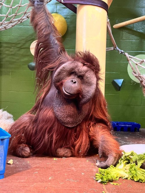 An orangutan sitting on the ground, reaching out with one arm, surrounded by lettuce and a playful environment.