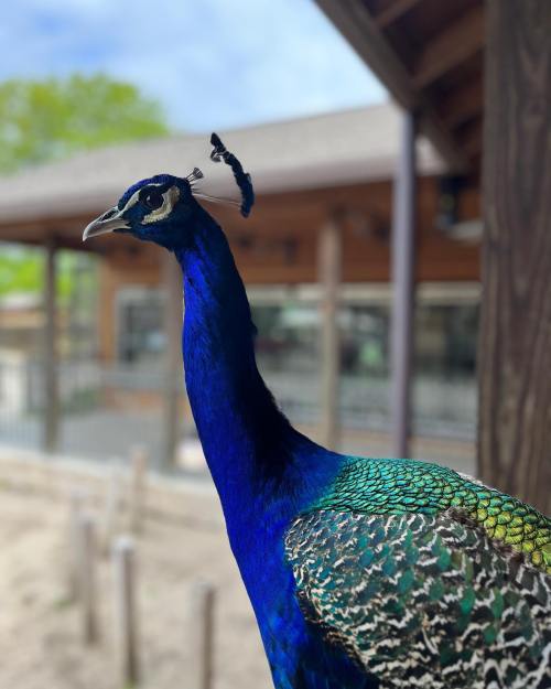 A vibrant peacock with striking blue and green feathers stands in focus, with a blurred background of a building.
