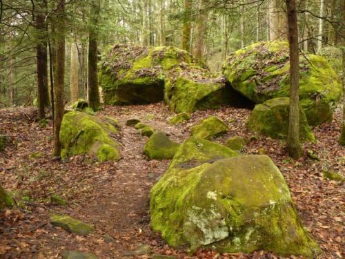 A forest path surrounded by large, moss-covered rocks and trees, with fallen leaves on the ground.