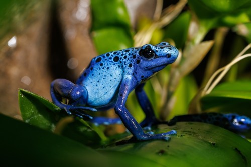 A vibrant blue poison dart frog perched on a green leaf among lush foliage.