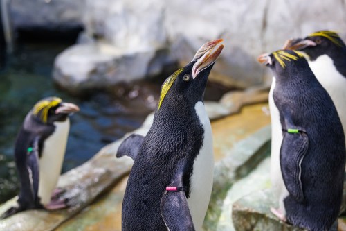 A group of penguins with colorful markings, standing near water, showcasing their distinctive yellow crests.
