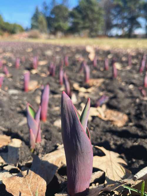 Close-up of purple tulip shoots emerging from dark soil, surrounded by dried leaves under a clear blue sky.