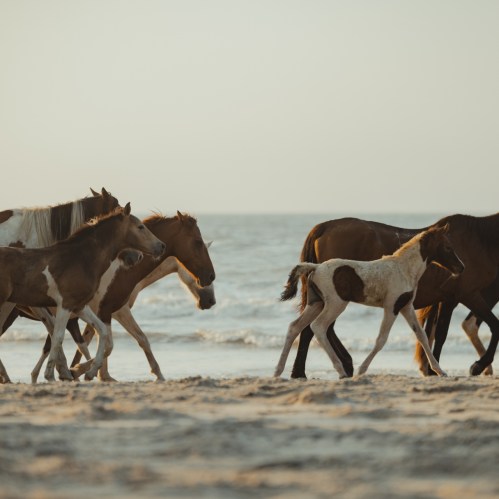 A group of horses walking along a beach with the ocean in the background during sunset.