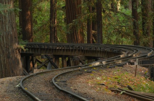 Curving railway tracks through a lush redwood forest, surrounded by tall trees and dappled sunlight.
