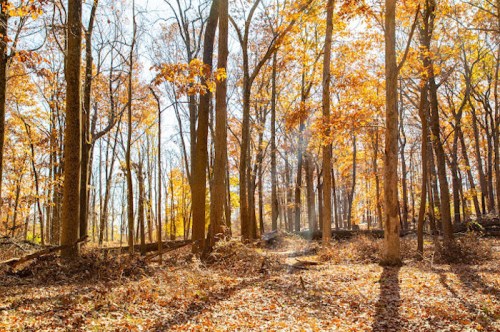 A sunlit forest in autumn, with golden leaves on trees and a carpet of fallen leaves on the ground.