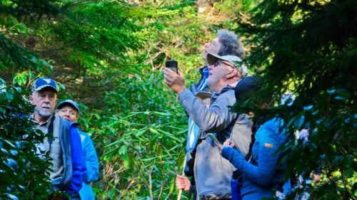 A group of people in a forest, some looking up, while one takes a photo with a smartphone. Lush greenery surrounds them.