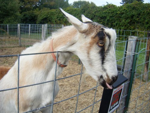 A close-up of a goat with distinctive markings, sticking out its tongue near a fence in a grassy area.