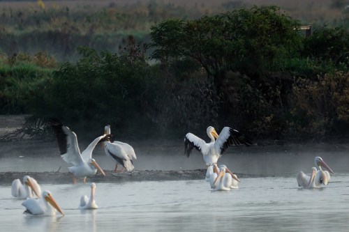 A group of white pelicans wading in misty water, some with wings spread, surrounded by lush greenery.