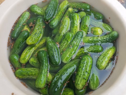 A bowl filled with fresh green cucumbers submerged in water, with mustard seeds visible among them.