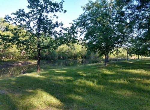 Lush green trees beside a calm pond, with sunlight filtering through the leaves on a serene day.