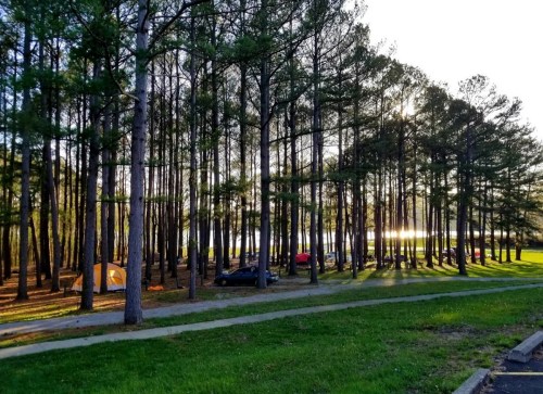 A serene campsite surrounded by tall pine trees, with tents and cars near a lake reflecting the sunset.