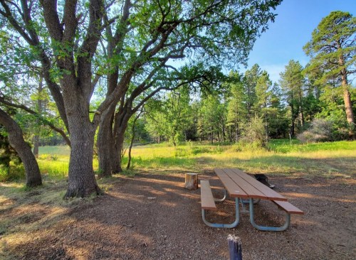 A picnic table under large trees in a grassy clearing, surrounded by lush greenery and a clear blue sky.
