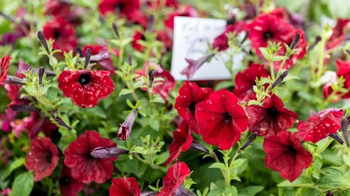A vibrant display of red petunia flowers with green foliage and a small sign in the background.