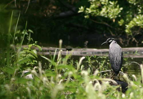 A heron stands on a log surrounded by lush green vegetation near a calm waterway.